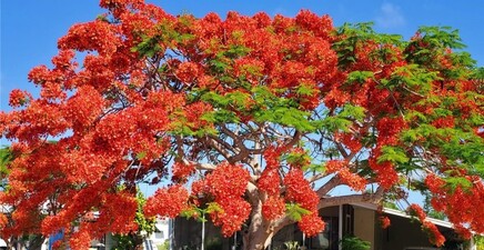 26257 Queen Mary LN, Bonita Springs 34135, FL